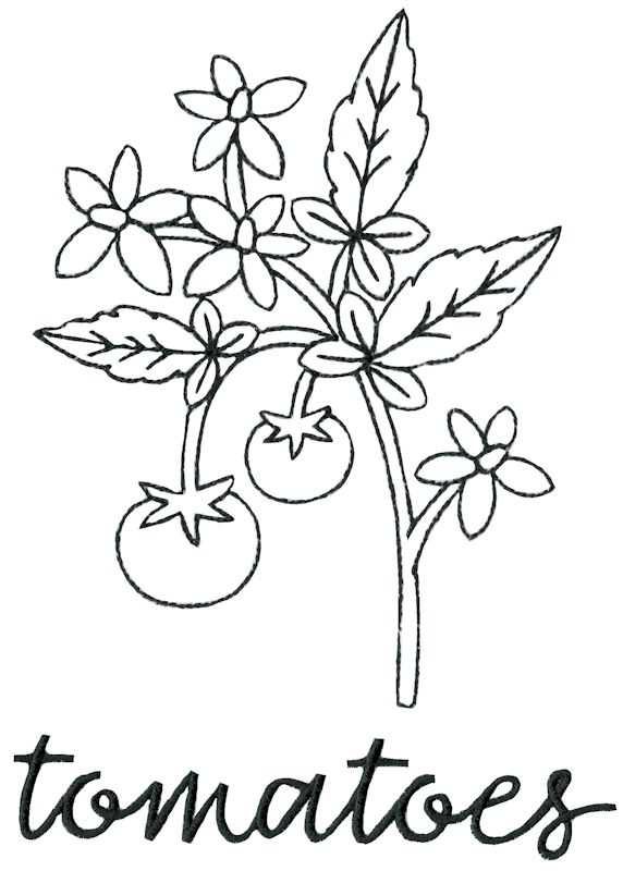 Farmhouse Tomato Vine