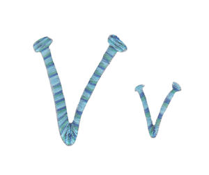 Miss Smarty Pants Alpha Capital V